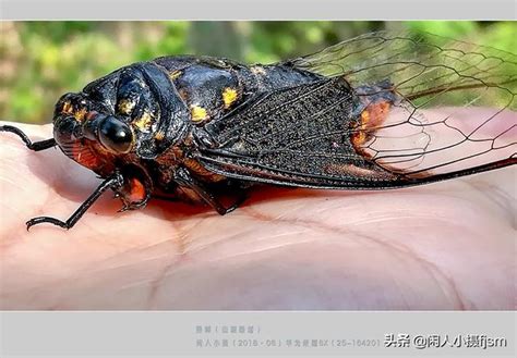 蟬為什麼一直叫|蟬為什麼會叫：這個夏天你聽到蟬鳴了嗎